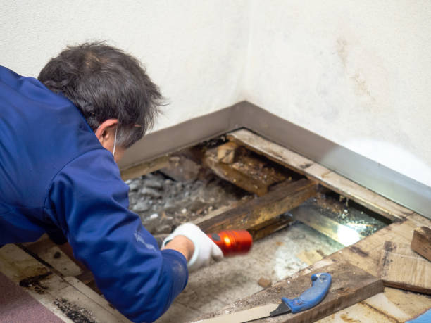 Best Mold Testing and Removal  in Pea Ridge, WV