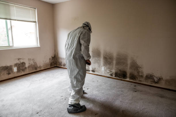 Best Local Mold Removal Service  in Pea Ridge, WV