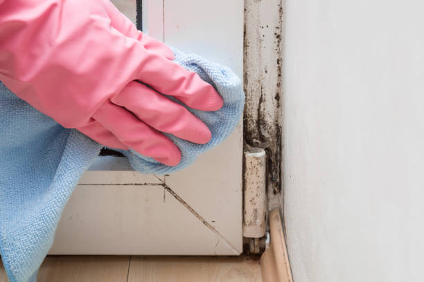 Best Fast Mold Removal  in Pea Ridge, WV