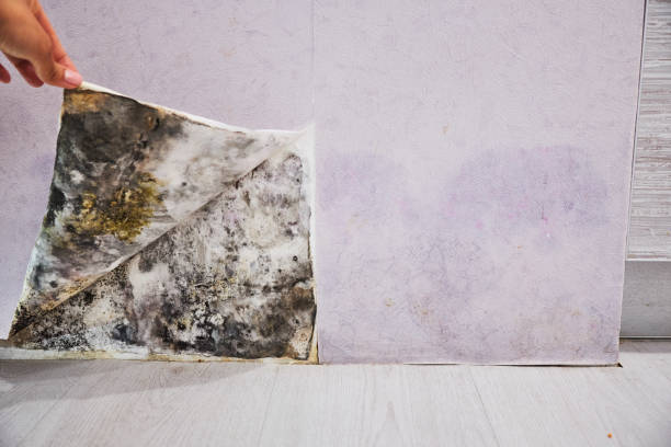 Best Mold Remediation  in Pea Ridge, WV